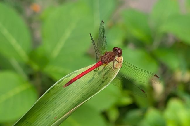 Meadowhawk
                                                    dragonfly