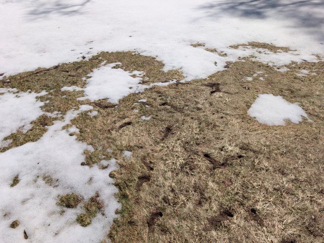 Vole (field mice)
                                                    runways in a lawn